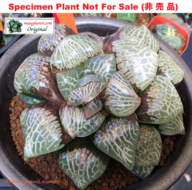 Hyb-225 H. cv 'California Sunshine', 10 seeds, 2026