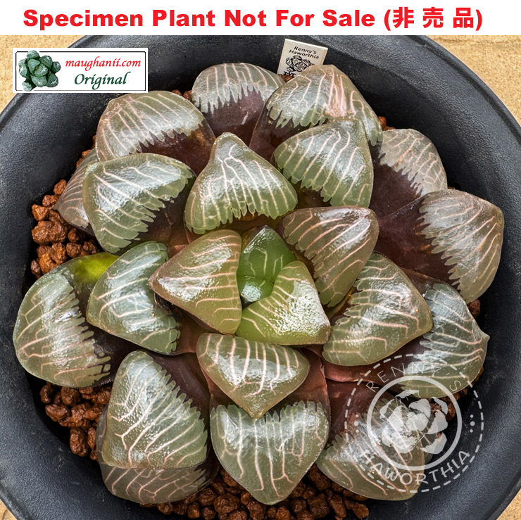 Hyb-610 H. correcta 'Centurion', 10 seeds, 2026
