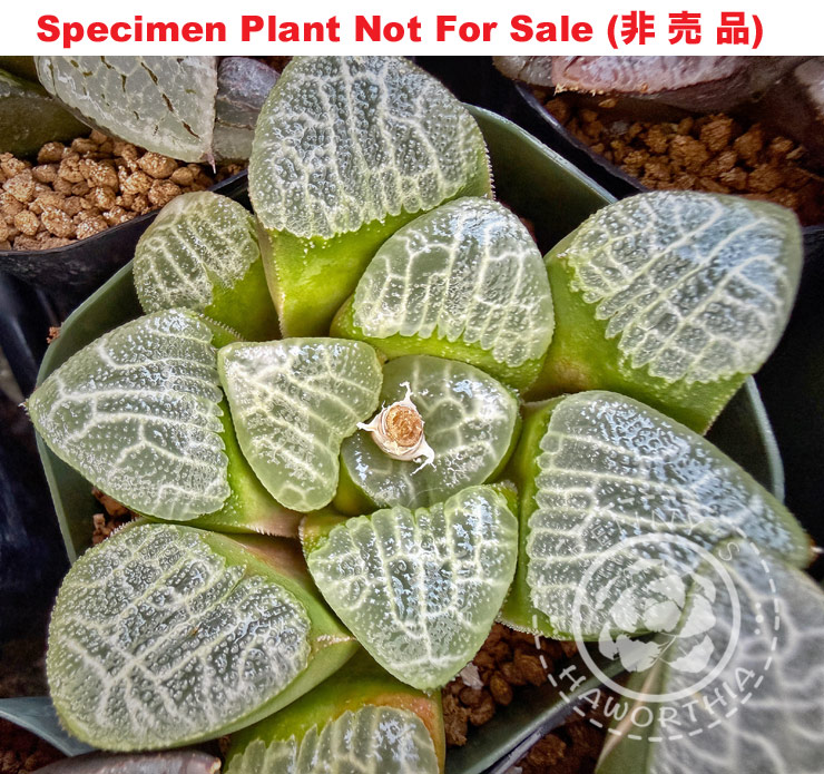 Hyb-521 H. correcta rough leaf seedling, 10 seeds, 2026