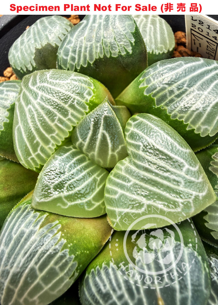 Hyb-548 H. correcta 'Clarity' (RS214-2014), 10 seeds, 2026 Hyb-548 H. correcta 'Clarity' (RS214-2014), 10 seeds, 2026