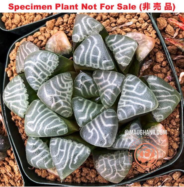 Hyb-222 H. correcta 'Contrast', 10 seeds, 2026