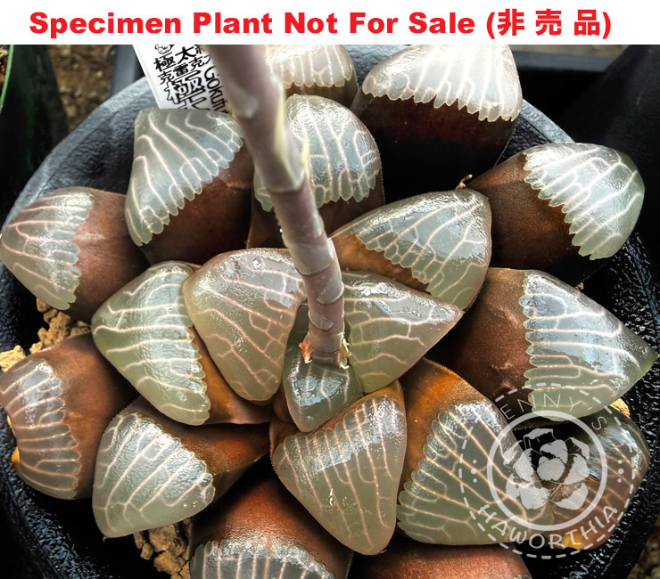 Hyb-467 H. hybrid 'Gokufutohakusen', 10 seeds, 2026 Hyb-467 H. hybrid 'Gokufutohakusen', 10 seeds, 2026
