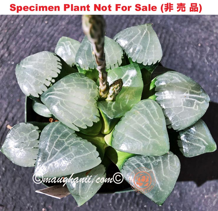 Hyb-576 H. hybrid 'Ice Cube', 10 seeds, 2026 Hyb-576 H. hybrid 'Ice Cube', 10 seeds, 2026