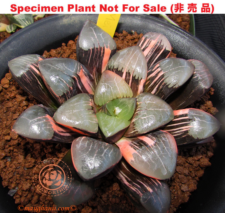 SE-907 H. correcta 'Mei' variegate, 10 seeds, 2026