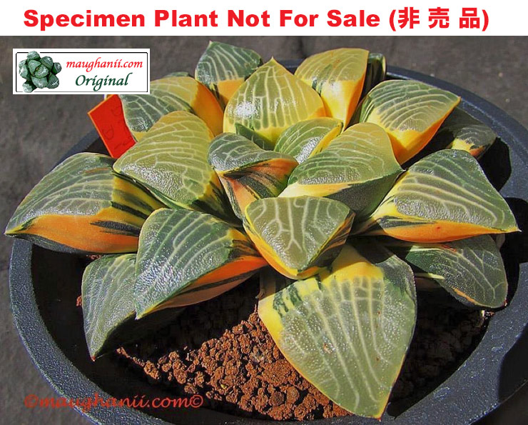 SE-918 H. correcta 'Mona Lisa' variegate, 10 seeds, 2026