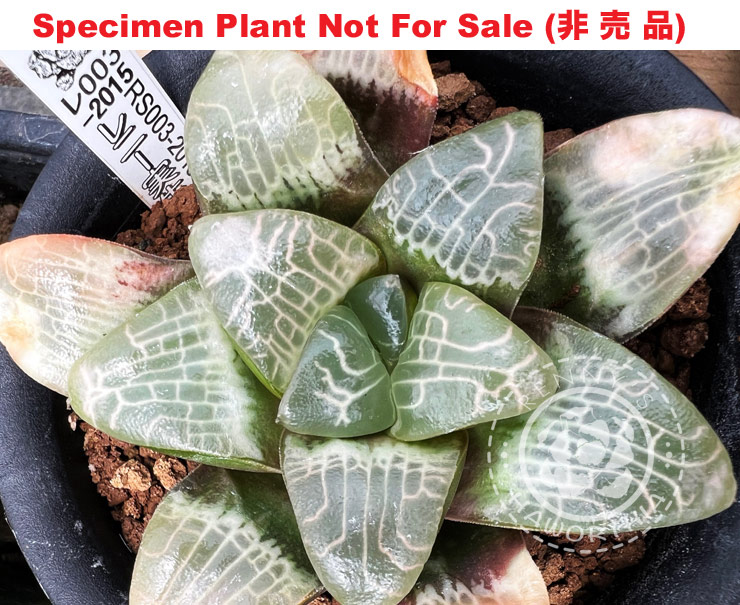 Hyb-519 H. correcta 'RS003-2015', 10 seeds, 2026