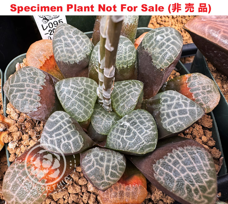 Hyb-301 H. correcta 'RS095-2015', 10 seeds, 2026