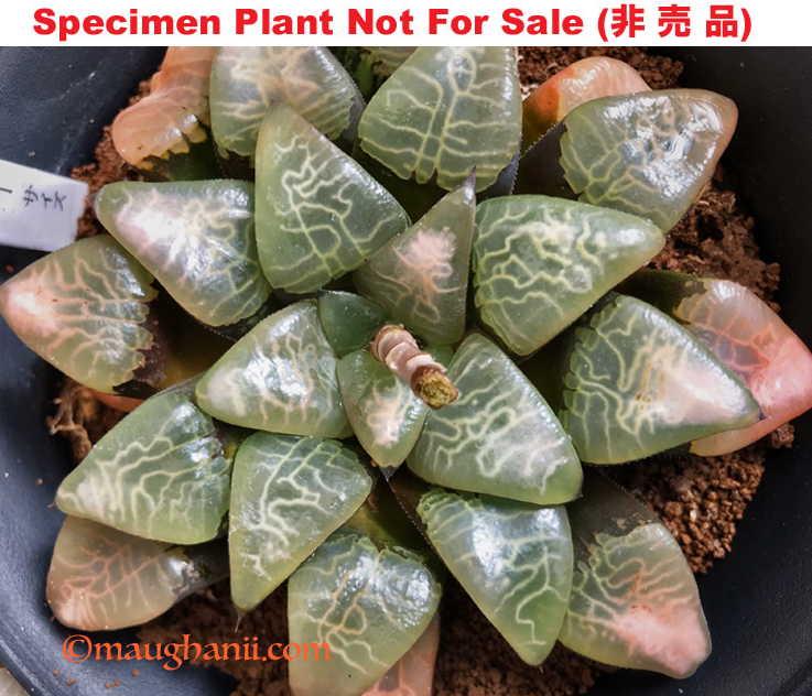 Hyb-373 H. hyb 'Super Size JP Jupiter', 10 seeds, 2026 Hyb-373 H. hyb 'Super Size JP Jupiter', 10 seeds, 2026