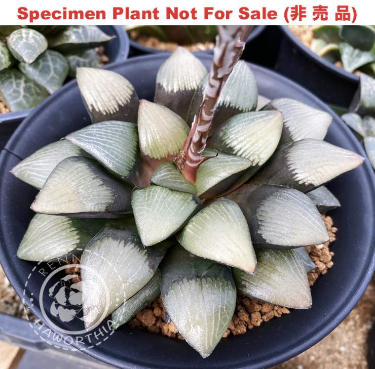 Hyb-488 H. hybrid 'Takenoko', 10 seeds, 2026 Hyb-488 H. hybrid 'Takenoko', 10 seeds, 2026