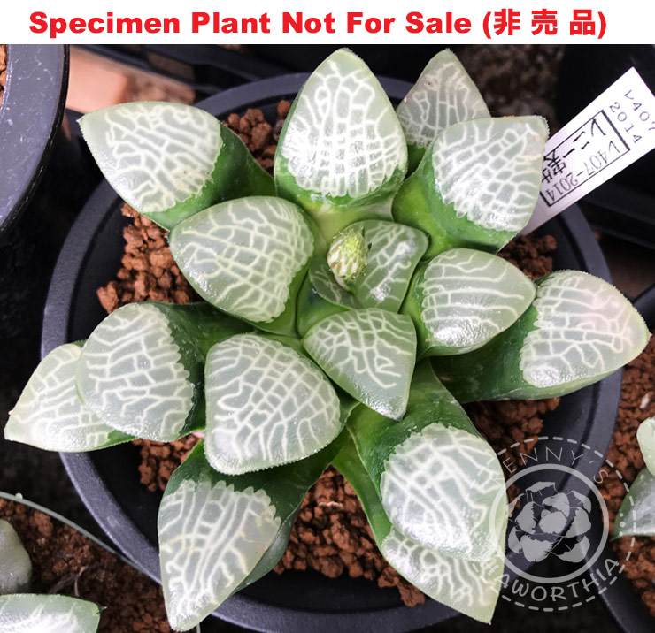 Hyb-335 H. correcta 'White Jade' (RS407-2014), 10 seeds, 2026 Hyb-335 H. correcta 'White Jade' (RS407-2014), 10 seeds, 2026