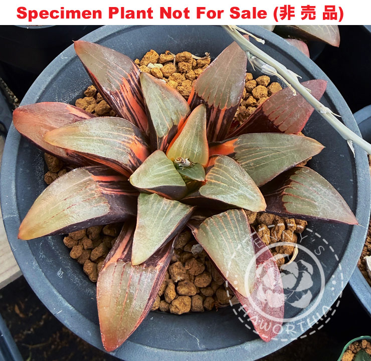 SE-914 H. correcta hybrid variegate, 10 seeds, 2026