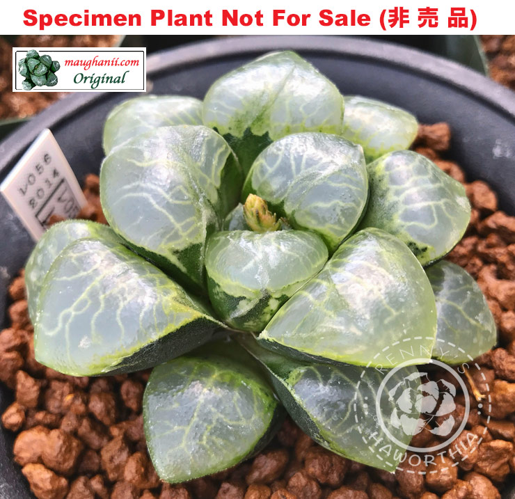 Hyb-331 H. correcta 'RS056-2014', 10 seeds, 2026 Hyb-331 H. correcta 'RS056-2014', 10 seeds, 2026
