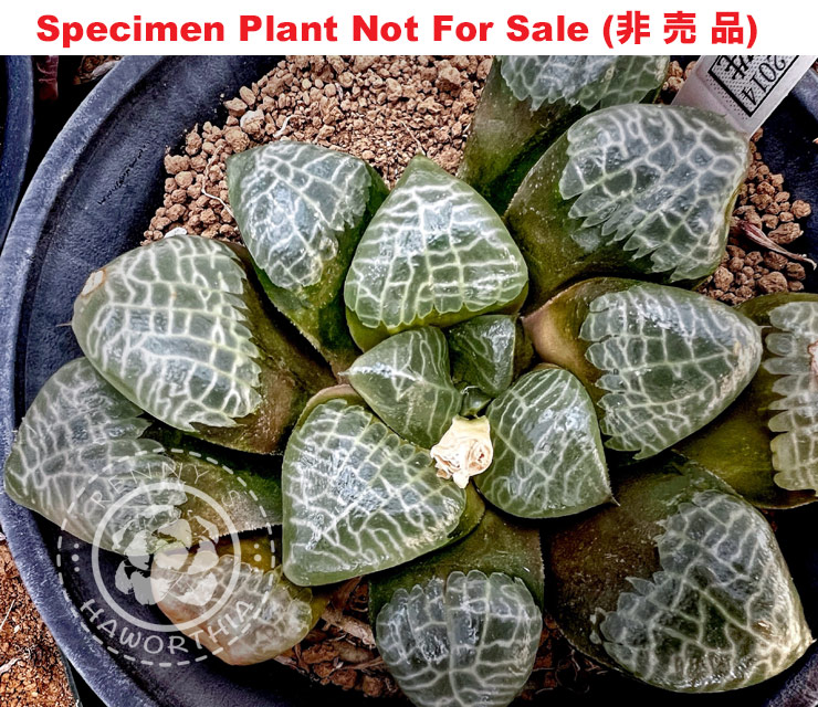 Hyb-330 H. correcta 'RS303-2014', 10 seeds, 2026 Hyb-330 H. correcta 'RS303-2014', 10 seeds, 2026