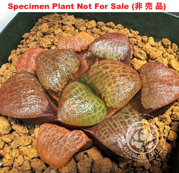 Hyb-374 H. correcta 'Toku Amime' compact, 10 seeds, 2026 Hyb-374 H. correcta 'Toku Amime' compact, 10 seeds, 2026