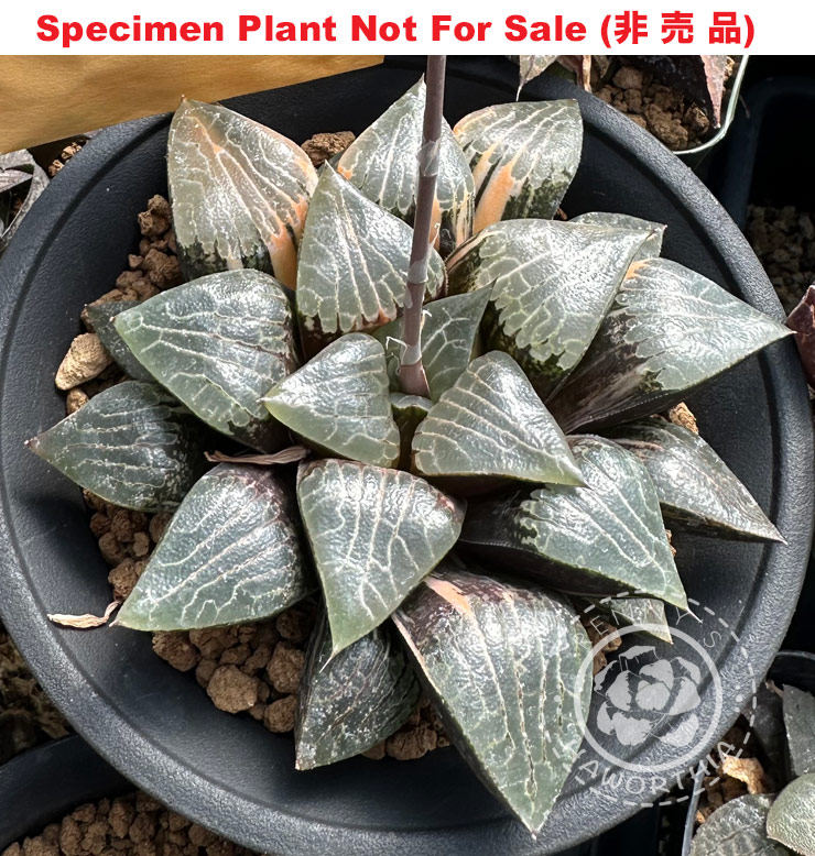 SE-931 H. correcta hyb variegate, 10 seeds, 2026