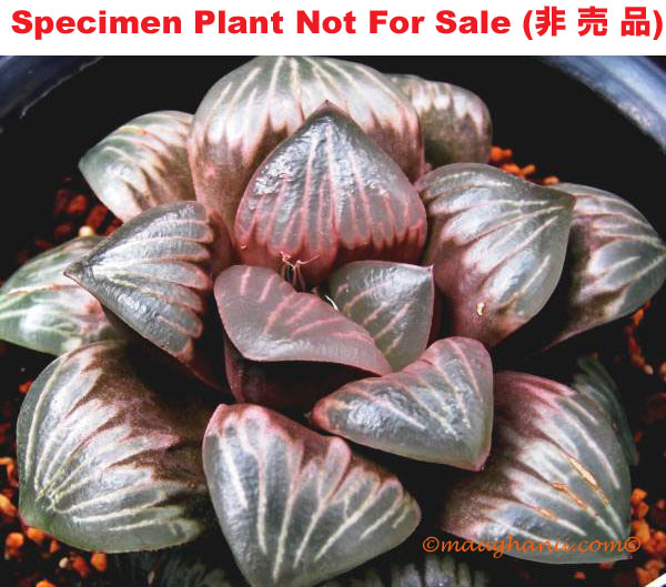 Hyb-518 H. mutica 'Crystal', 10 seeds, 2026