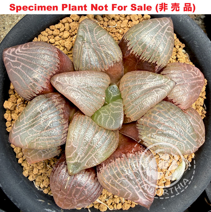 Hyb-560 H. hybrid 'Dragon River x Saiko', 10 seeds, 2026 Hyb-560 H. hybrid 'Dragon River x Saiko', 10 seeds, 2026