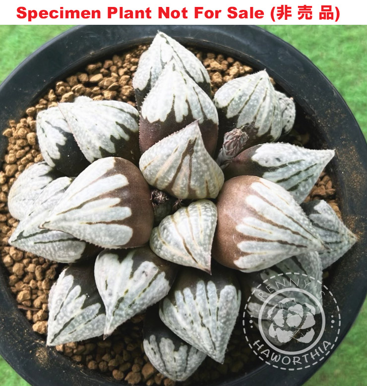 Hyb-531 H. hybrid 'Lombard Star Seedling No.5', 10 seeds, 2026