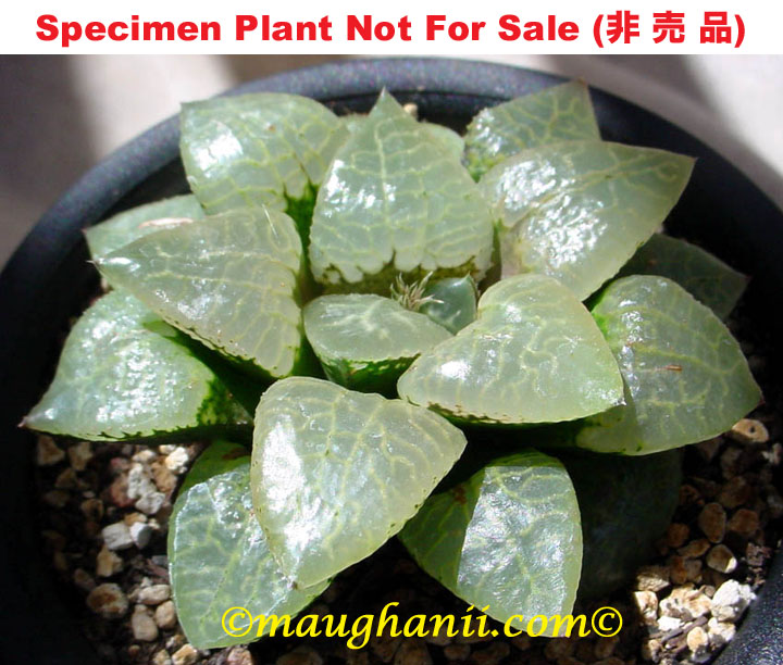 Hyb-511 H. compto 'Glass', 10 seeds, 2026