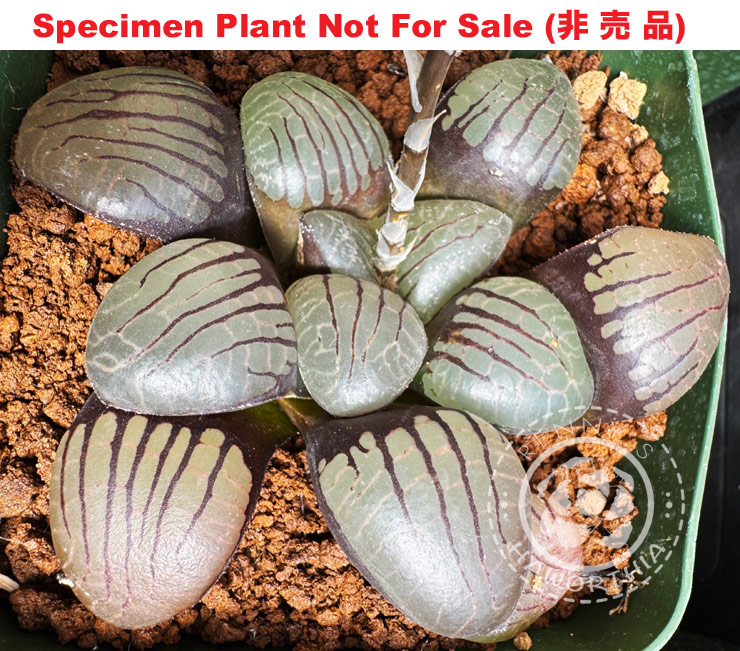 Hyb-449 H. springbokvlakensis, 10 seeds, 2026 Hyb-449 H. springbokvlakensis, 10 seeds, 2026