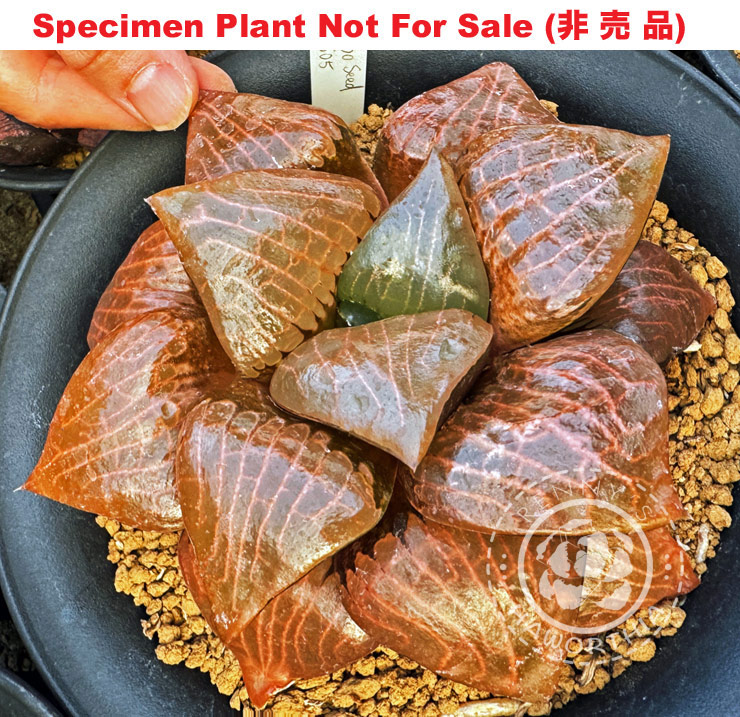 Hyb-333 H. hyb 'Aboukyu' seedling 805, 10 seeds, 2026 Hyb-333 H. hyb 'Aboukyu' seedling 805, 10 seeds, 2026