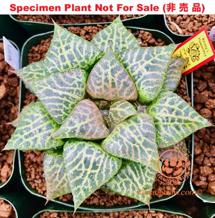 Hyb-287 H. cv 'Amazoness', 10 seeds, 2026