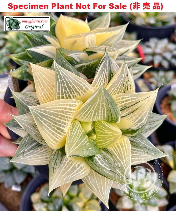 SE-917 H. cv 'Anastasia' variegate, 10 seeds, 2026
