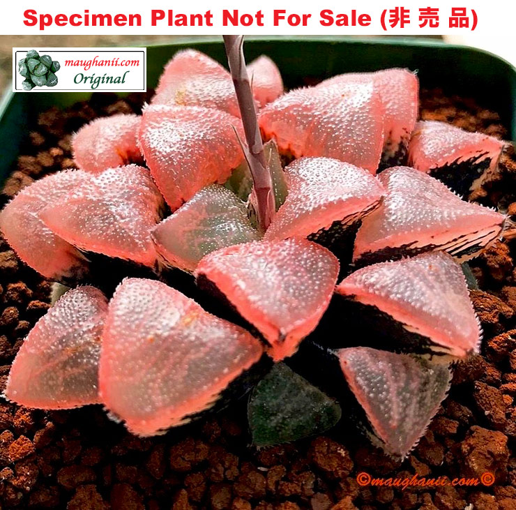 Hyb-320 H. hyb 'Aqua', 10 seeds, 2026 Hyb-320 H. hyb 'Aqua', 10 seeds, 2026