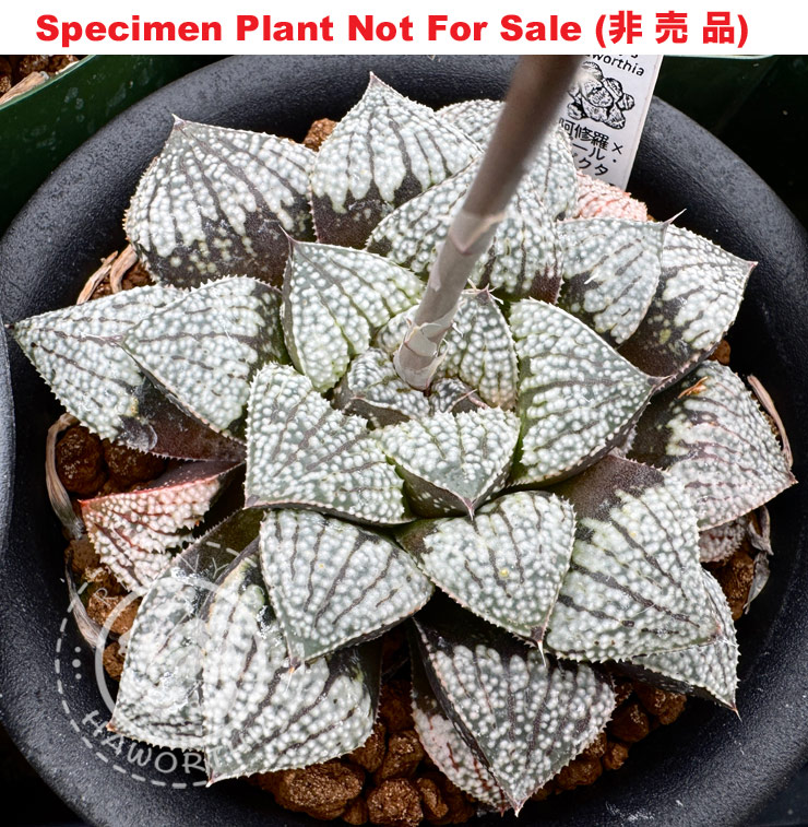 Hyb-512 H. hybrid 'Ashura × Pearl picta', 10 seeds, 2026