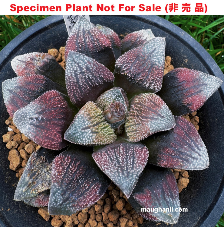 Hyb-436 H. hybrid 'Ashura', 10 seeds, 2026 Hyb-436 H. hybrid 'Ashura', 10 seeds, 2026