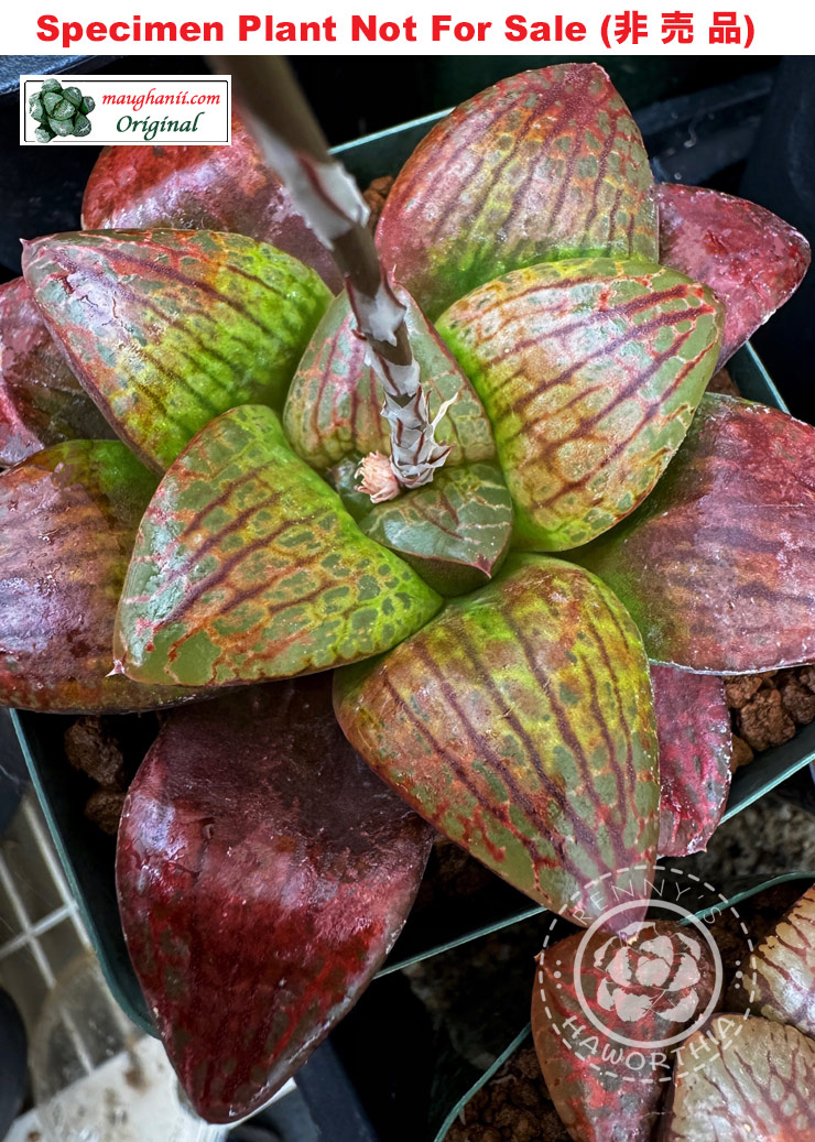 Hyb-272 H. cv 'Aubergine', 10 seeds, 2026
