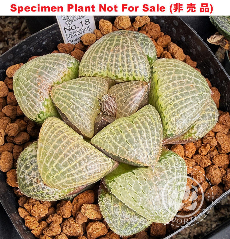 Hyb-354 H. hyb 'Babydoll', 10 seeds, 2026 Hyb-354 H. hyb 'Babydoll', 10 seeds, 2026