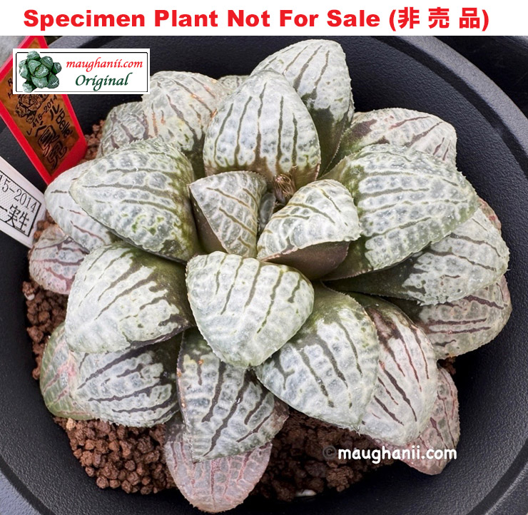 Hyb-446 H. hybrid 'Belle', 10 seeds, 2026 Hyb-446 H. hybrid 'Belle', 10 seeds, 2026