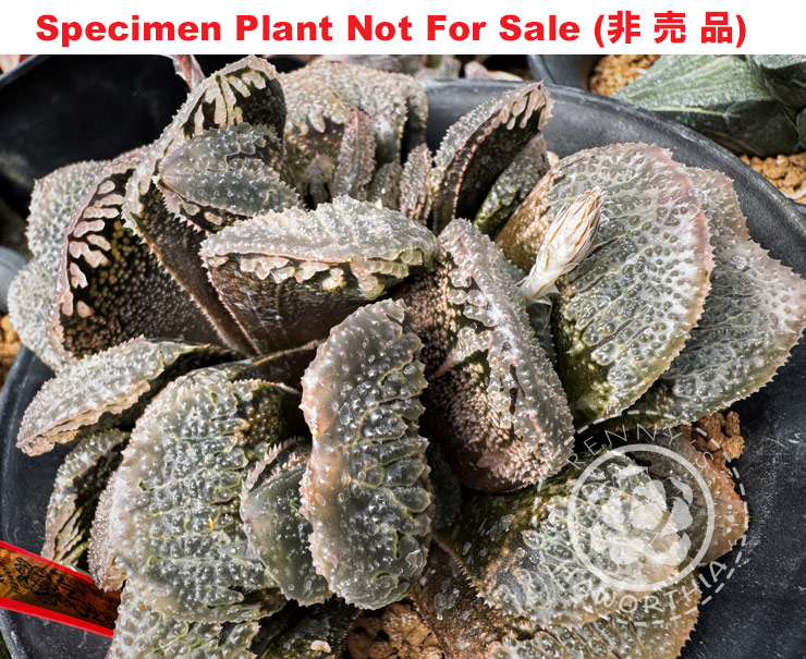 Hyb-533 H. hybrid 'Black Emperor' × 'Kegani', 10 seeds, 2026
