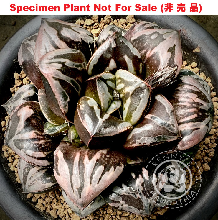 Hyb-565 H. hybrid 'Black and White', 10 seeds, 2026 Hyb-565 H. hybrid 'Black and White', 10 seeds, 2026
