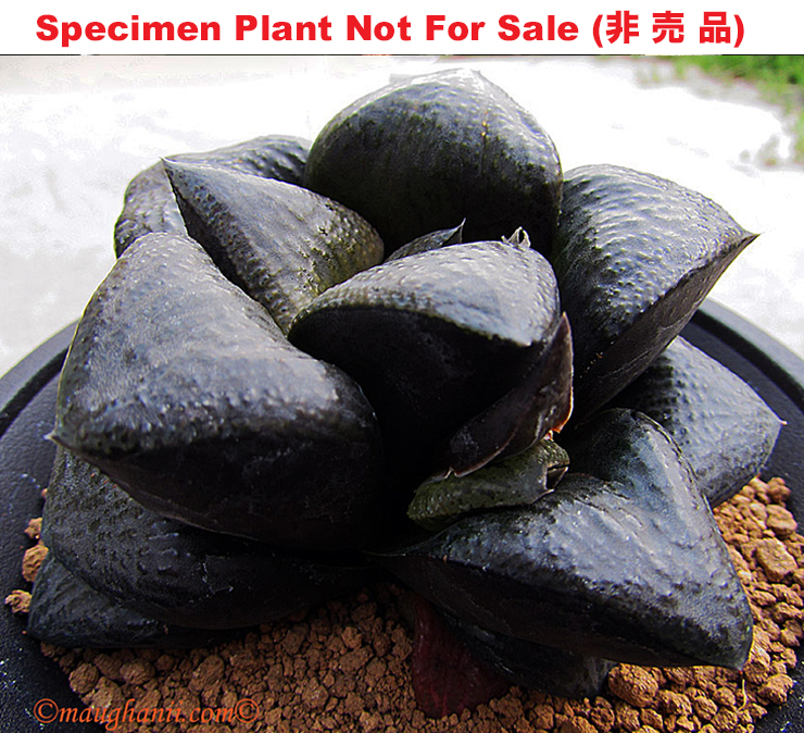 Hyb-564 H. cv 'Black Jack', 10 seeds, 2026 Hyb-564 H. cv 'Black Jack', 10 seeds, 2026