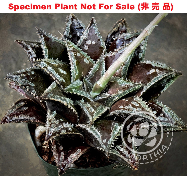 Hyb-571 H. hybrid 'Black Knight' seedling, 10 seeds, 2026 Hyb-571 H. hybrid 'Black Knight' seedling, 10 seeds, 2026