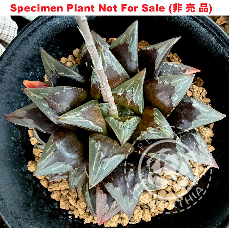 Hyb-517 H. hybrid 'Black Manicure', 10 seeds, 2026