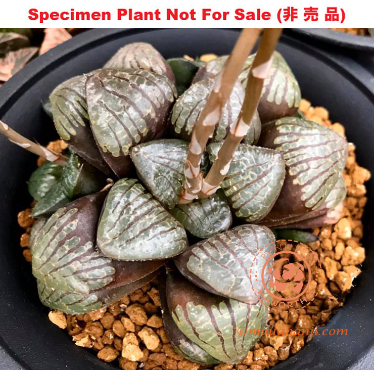 Hyb-399 H. hybrid 'Black Rain', 10 seeds, 2026 Hyb-399 H. hybrid 'Black Rain', 10 seeds, 2026