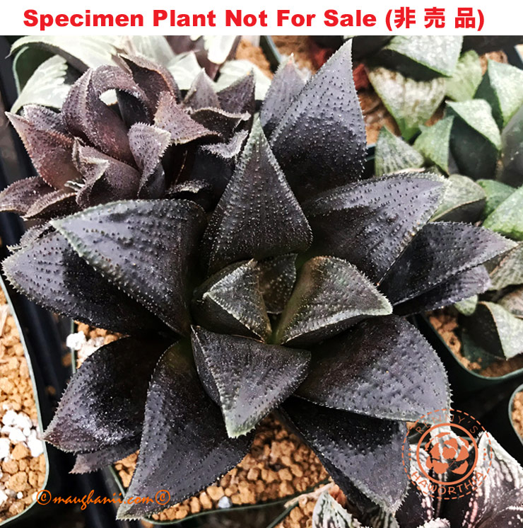 Hyb-538 H. hybrid 'Blackie', 10 seeds, 2026 Hyb-538 H. hybrid 'Blackie', 10 seeds, 2026