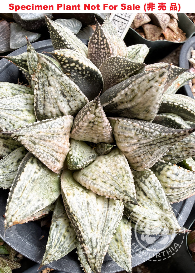Hyb-410 H. hyb 'Bota Yuki' (RS311-2014), 10 seeds, 2026