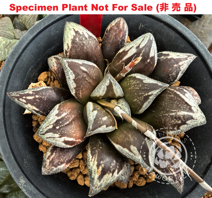 Hyb-464 H. hybrid 'Boomerang Diamond', 10 seeds, 2026 Hyb-464 H. hybrid 'Boomerang Diamond', 10 seeds, 2026
