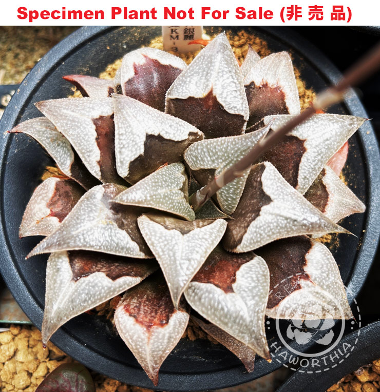 Hyb-525 H. hybrid 'KM-3 Boomerang', 10 seeds, 2026