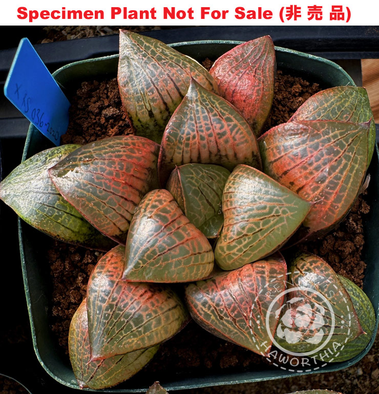 Hyb-473 H. hybrid 'Brave Heart', 10 seeds, 2026 Hyb-473 H. hybrid 'Brave Heart', 10 seeds, 2026