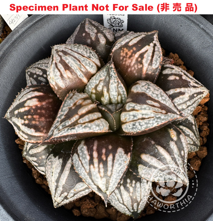 Hyb-589 H. hybrid 'Brown Galaxy', 10 seeds, 2026 Hyb-589 H. hybrid 'Brown Galaxy', 10 seeds, 2026