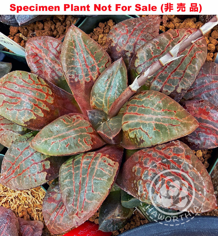 Hyb-523 H. hybrid 'CNM SCS sprinpto x N-Suishou', 10 seeds, 2026