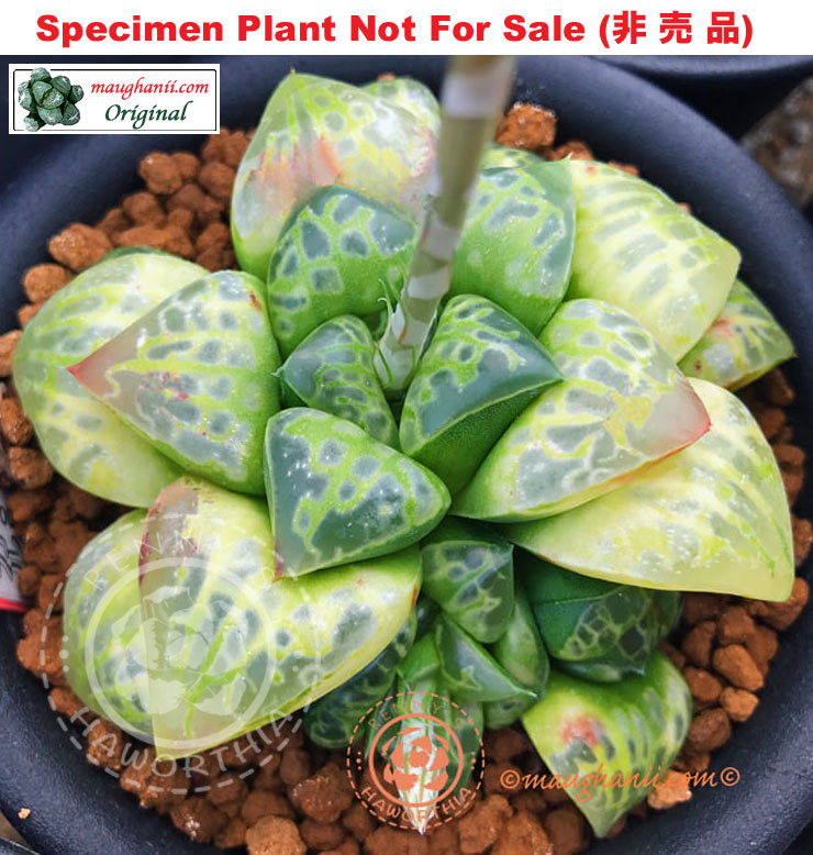 Hyb-377 H. hyb 'Carousel', 10 seeds, 2026 Hyb-377 H. hyb 'Carousel', 10 seeds, 2026