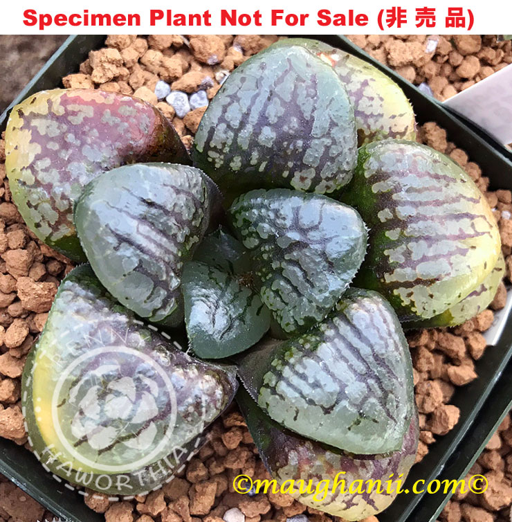 Hyb-480 H. hyb 'Cat Woman', 10 seeds, 2026 Hyb-480 H. hyb 'Cat Woman', 10 seeds, 2026