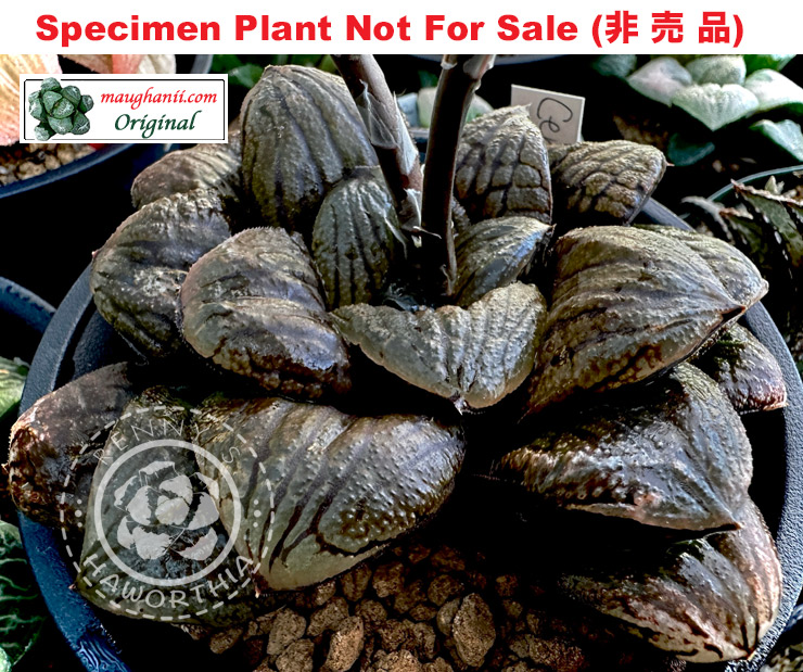 Hyb-456 H. hybrid 'Century Egg', 10 seeds, 2026 Hyb-456 H. hybrid 'Century Egg', 10 seeds, 2026