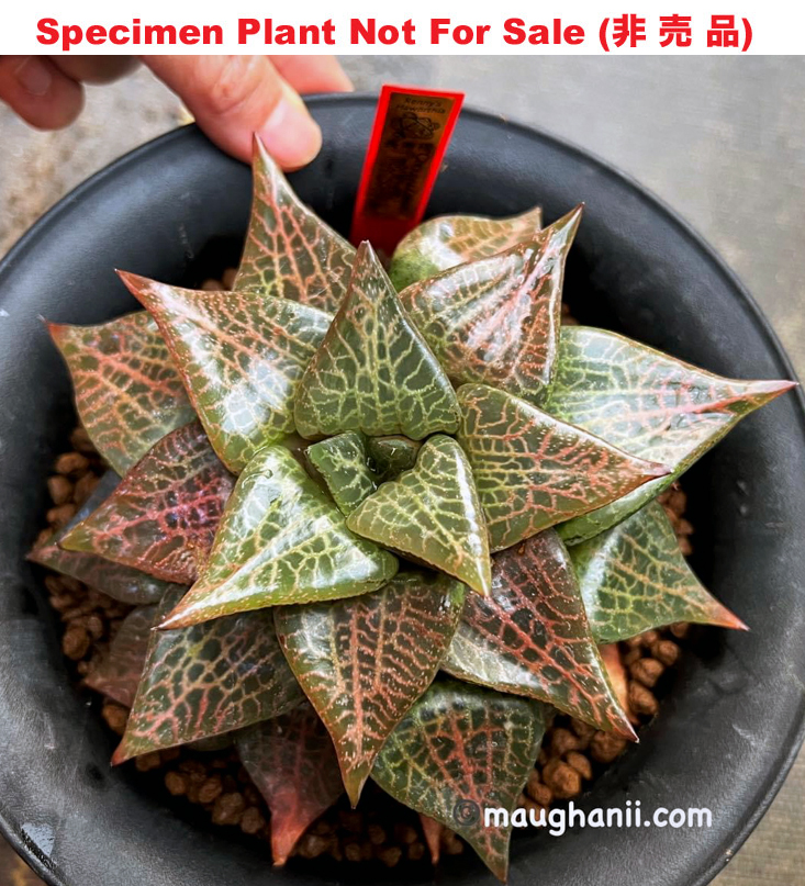 Hyb-221 H. compto 'Choujyu Zakura', 10 seeds, 2026